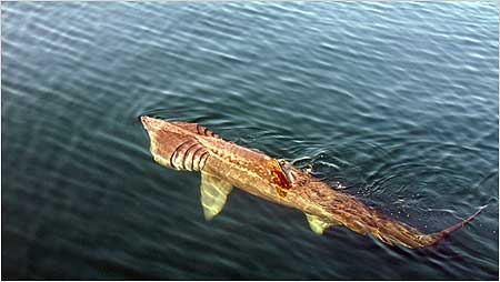 Basking Shark c/o Hebridean Wihale and Dolphin Trust