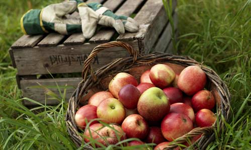 apples and gardening gloves