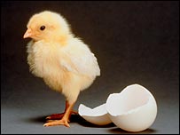 chick and egg courtesy of Science Photo Library