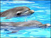 डॉल्फ़िन