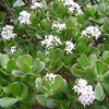 Crassula ovata
