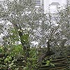 Olea europea