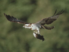 Osprey (c) RSPB images