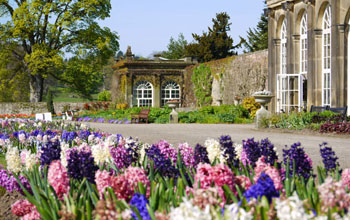 Hyacinthus orientalis ‘Blue Magic’