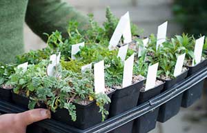 Buying plants (Image: buying plants)