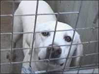 Luke, abandoned in the centre car park