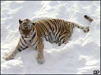 Tigre siberiano