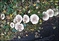 mushrooms_203.jpg