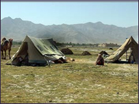 کوچی ها