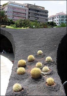 10cactii_tenerife.jpg