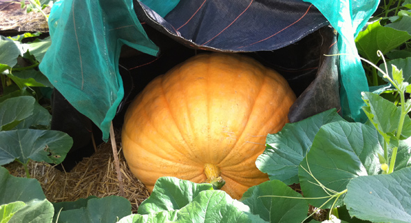 Toby Buckland's giant pumpkin