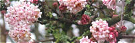 Viburnum Bodnantense