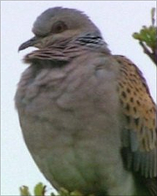 Turtle dove