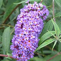 Buddleja davidii
