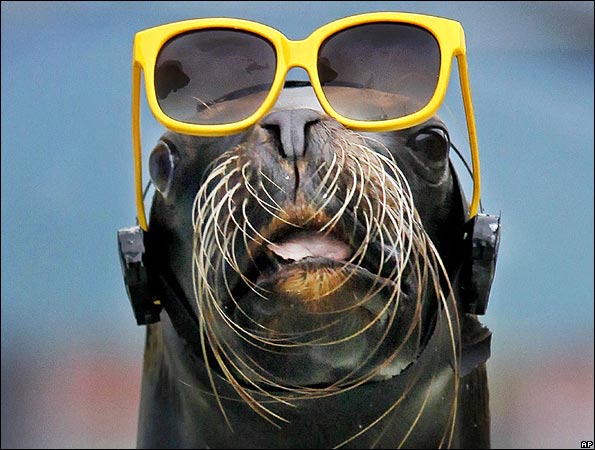 sealioninsunnies_ap.jpg
