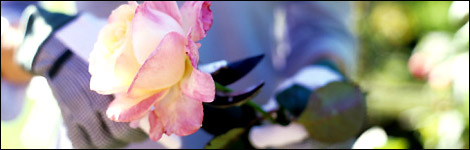 Colin: "Pink rather favours roses".