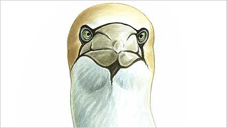 Gannets c/o RSPB Images and Mike Langman