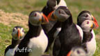 Puffins