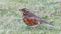 Redwing: Copyright of Mike Gibbons