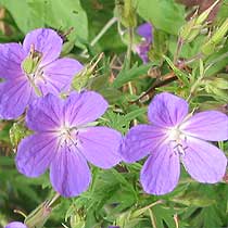 Geranium nodosum