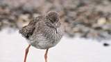 Redshank, copyright owned by RSPB.