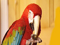 Macaw