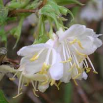 Lonicera purpusii 'Winter Beauty'