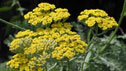 Achillea 'Moonshine'