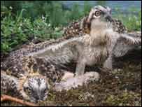 2004 picture of osprey chick