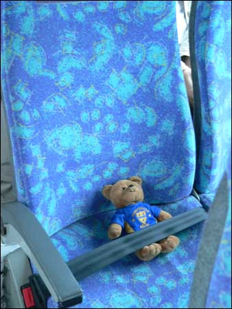 Bear in an aeroplane seat