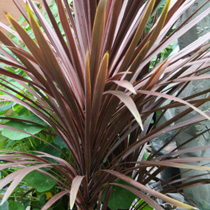 Cordyline australis