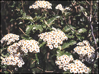 Olearia Macradonta