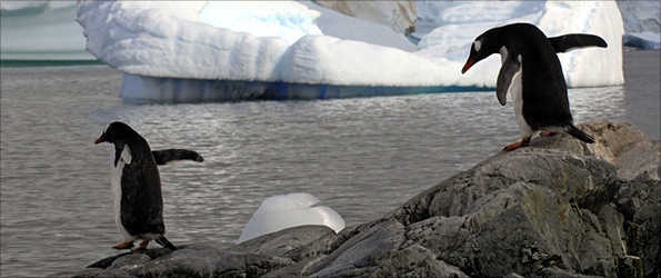 Penguins on the Antarctic coast