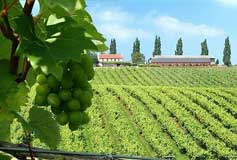 An image of a vinyard.