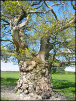 Cae Du Oak