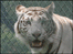 White tiger at West Midalnds Safari Park
