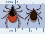 ticks