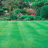 Lawn