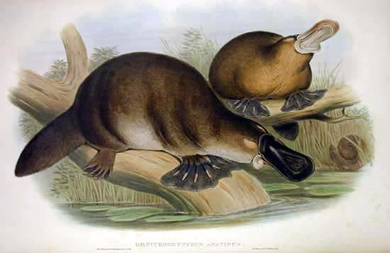 John Gould print image of the platypus,1863 