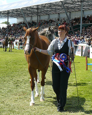 Arab mare Amour Etoile at the Royal Highland Show