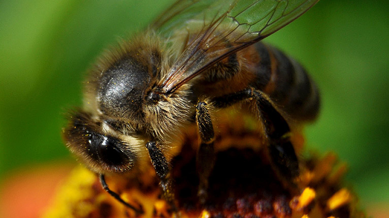 A close up of a bee by Tony Llewellyn