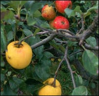 پيوند درختان