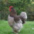 Dave The Cockerel, a regular listener to 'Going Out With Alan Car'