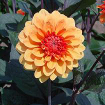 Dahlia 'David Howard'