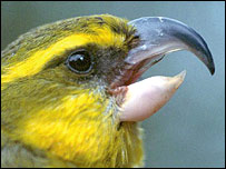 مائويی پاروتبيل-