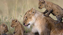 Marsh Pride female and cubs Marsh Pride female and cubs