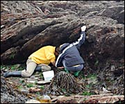 Searching for seashore creatures