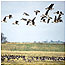 Geese c/o RSPB Images/Chris Gomersall