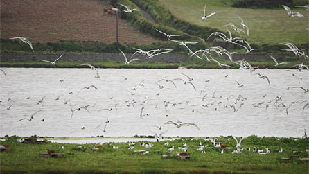 Terns in flight at Cemlyn Bay