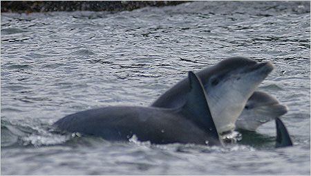 Bottle nosed dolphins c/o Hebridean Wildlife Trust